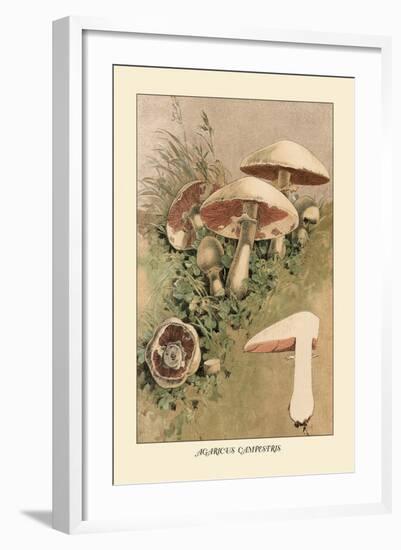 Agaricus Campestris-William Hamilton Gibson-Framed Art Print