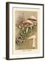 Agaricus Campestris-William Hamilton Gibson-Framed Art Print