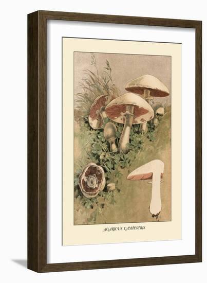 Agaricus Campestris-William Hamilton Gibson-Framed Art Print