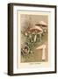 Agaricus Campestris-William Hamilton Gibson-Framed Art Print