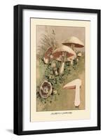 Agaricus Campestris-William Hamilton Gibson-Framed Art Print