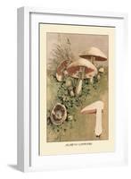 Agaricus Campestris-William Hamilton Gibson-Framed Art Print