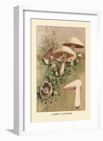 Agaricus Campestris-William Hamilton Gibson-Framed Art Print