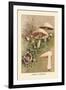 Agaricus Campestris-William Hamilton Gibson-Framed Art Print