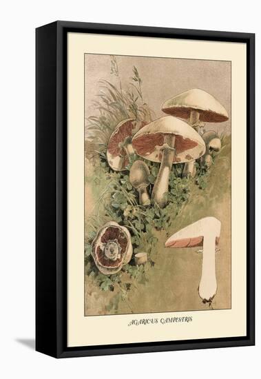 Agaricus Campestris-William Hamilton Gibson-Framed Stretched Canvas