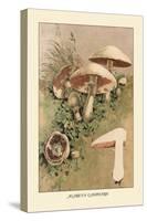 Agaricus Campestris-William Hamilton Gibson-Stretched Canvas