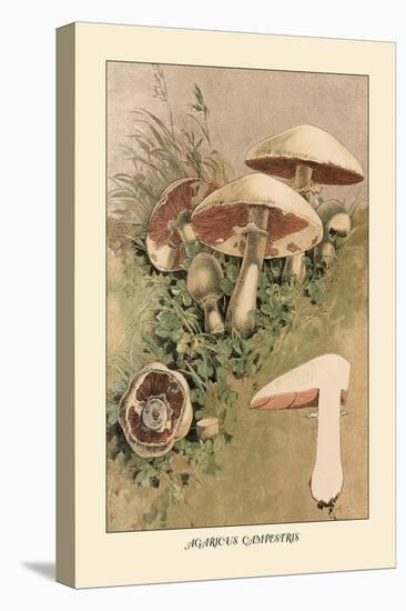 Agaricus Campestris-William Hamilton Gibson-Stretched Canvas