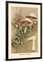 Agaricus Campestris-William Hamilton Gibson-Framed Art Print