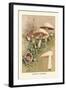 Agaricus Campestris-William Hamilton Gibson-Framed Art Print