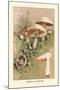 Agaricus Campestris-William Hamilton Gibson-Mounted Art Print