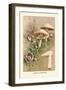 Agaricus Campestris-William Hamilton Gibson-Framed Art Print