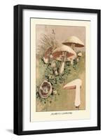 Agaricus Campestris-William Hamilton Gibson-Framed Art Print