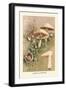 Agaricus Campestris-William Hamilton Gibson-Framed Art Print