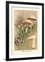 Agaricus Campestris-William Hamilton Gibson-Framed Art Print