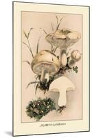 Agaricus Gambosus-William Hamilton Gibson-Mounted Art Print