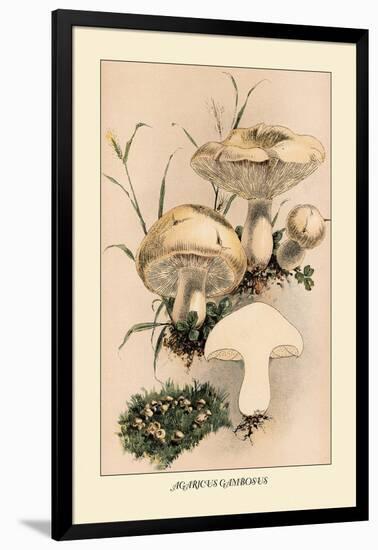 Agaricus Gambosus-William Hamilton Gibson-Framed Art Print