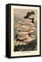 Agaricus Ostreatus-William Hamilton Gibson-Framed Stretched Canvas