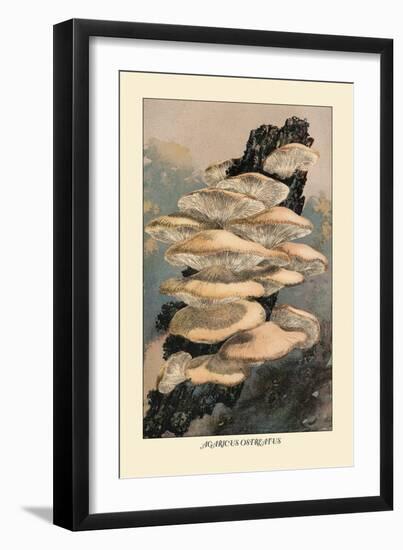 Agaricus Ostreatus-William Hamilton Gibson-Framed Art Print