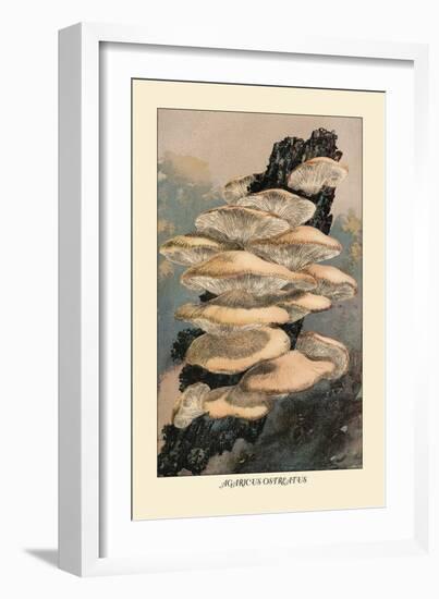 Agaricus Ostreatus-William Hamilton Gibson-Framed Art Print