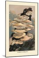 Agaricus Ostreatus-William Hamilton Gibson-Mounted Art Print