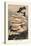 Agaricus Ostreatus-William Hamilton Gibson-Stretched Canvas