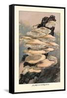 Agaricus Ostreatus-William Hamilton Gibson-Framed Stretched Canvas