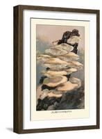 Agaricus Ostreatus-William Hamilton Gibson-Framed Art Print