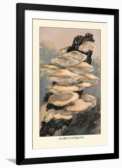 Agaricus Ostreatus-William Hamilton Gibson-Framed Art Print