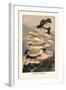 Agaricus Ostreatus-William Hamilton Gibson-Framed Art Print