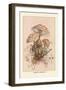 Agaricus Procerus-William Hamilton Gibson-Framed Art Print