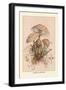 Agaricus Procerus-William Hamilton Gibson-Framed Art Print