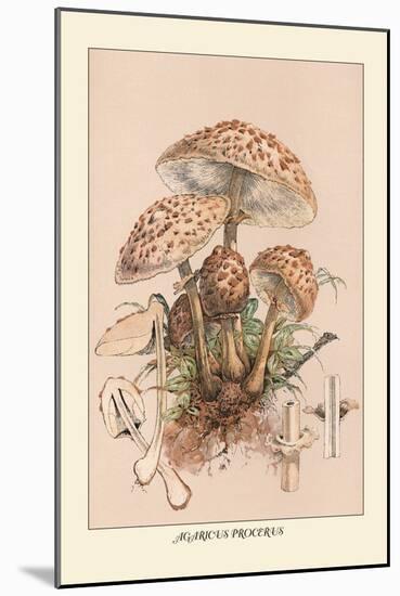 Agaricus Procerus-William Hamilton Gibson-Mounted Art Print