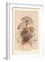 Agaricus Procerus-William Hamilton Gibson-Framed Art Print