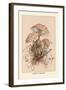 Agaricus Procerus-William Hamilton Gibson-Framed Art Print