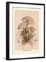 Agaricus Procerus-William Hamilton Gibson-Framed Art Print