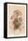 Agaricus Procerus-William Hamilton Gibson-Framed Stretched Canvas