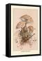 Agaricus Procerus-William Hamilton Gibson-Framed Stretched Canvas