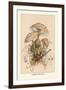 Agaricus Procerus-William Hamilton Gibson-Framed Art Print