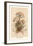 Agaricus Procerus-William Hamilton Gibson-Framed Art Print