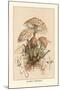 Agaricus Procerus-William Hamilton Gibson-Mounted Art Print