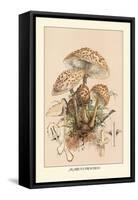 Agaricus Procerus-William Hamilton Gibson-Framed Stretched Canvas