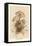 Agaricus Procerus-William Hamilton Gibson-Framed Stretched Canvas