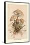 Agaricus Procerus-William Hamilton Gibson-Framed Stretched Canvas