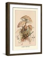 Agaricus Procerus-William Hamilton Gibson-Framed Art Print