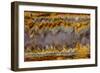 Agate in Colorful Design, Sammamish, WA-Darrell Gulin-Framed Photographic Print