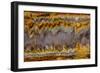 Agate in Colorful Design, Sammamish, WA-Darrell Gulin-Framed Photographic Print