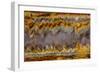 Agate in Colorful Design, Sammamish, WA-Darrell Gulin-Framed Photographic Print