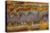 Agate in Colorful Design, Sammamish, WA-Darrell Gulin-Stretched Canvas