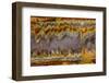 Agate in Colorful Design, Sammamish, WA-Darrell Gulin-Framed Photographic Print