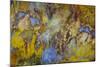 Agate in Colorful Design, Sammamish, WA-Darrell Gulin-Mounted Photographic Print